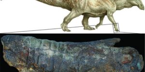 There’s more than one way to mummify a dinosaur, study finds