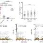 Killing is their job: Two studies analyze natural killer cells as they tackle the worst form of malaria