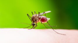 Experts Quell Worries About Locally Acquired Malaria in the U.S.