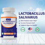 Each vitamin lactobacillus DR capsule is made of prebiotic inulin fiber