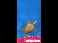 Origami Sea Turtle:  Paper Sea Turtle