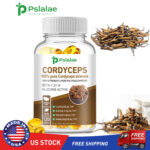 Cordyceps Sinensis 1000mg – Heart & Respiratory System Health, Relieve Fatigue